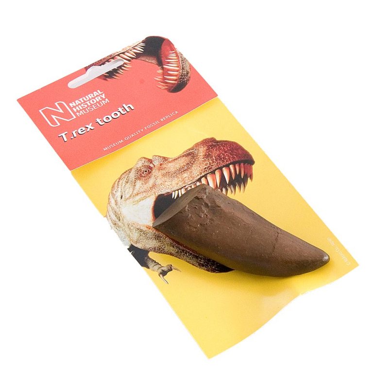 buy real t rex tooth