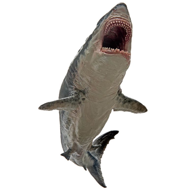 pnso megalodon 2019