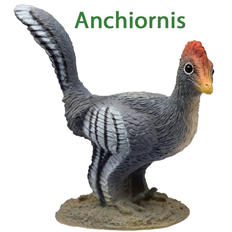 anchiornis dinosaur