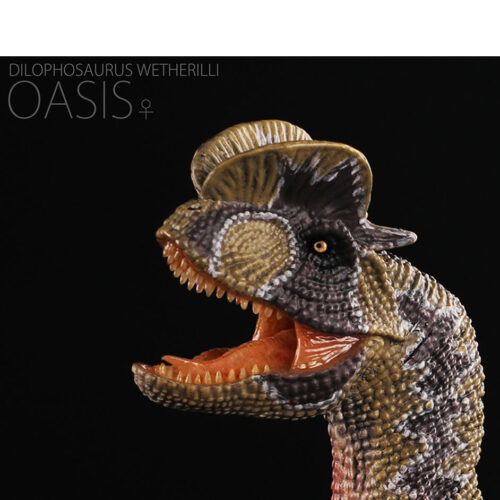 Rebor Dilophosaurus dinosaur model (Oasis).