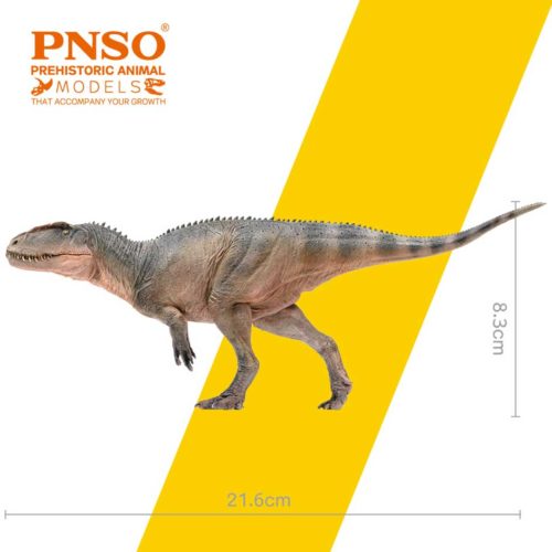 Sinraptor model measurements.