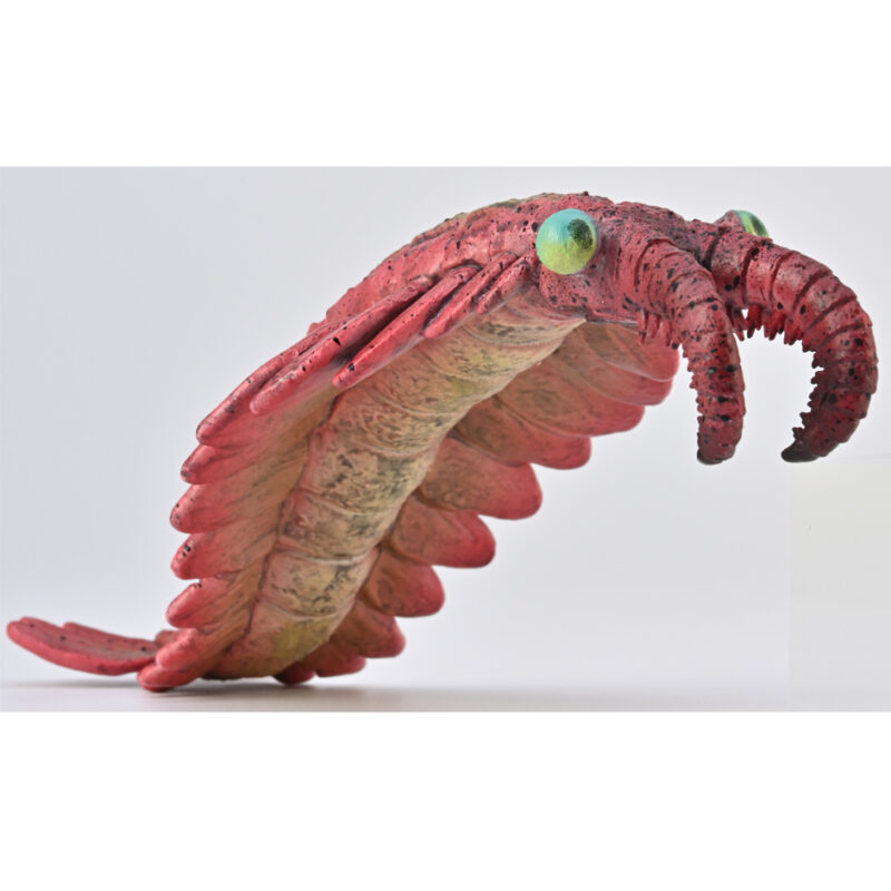 CollectA Anomalocaris Model - Everything Dinosaur