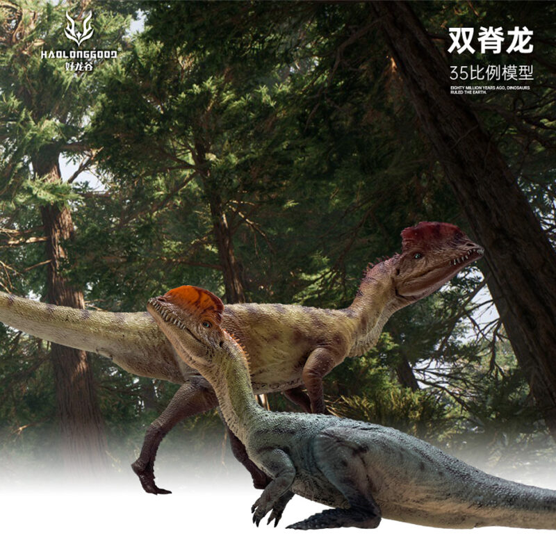 Haolonggood Dilophosaurus (Wang Ying/Hu San Niang) - Everything Dinosaur