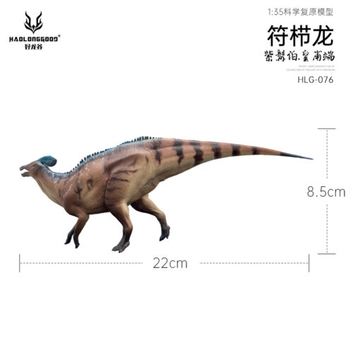 Tlatolophus galorum model measurements.