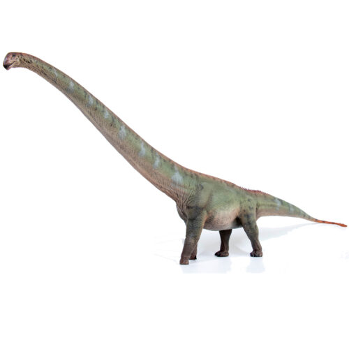 Haolonggood Mamenchisaurus Model (Chai Jin)