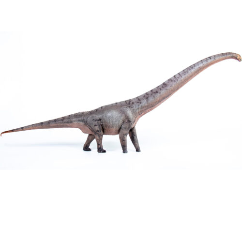 Haolonggood Mamenchisaurus Model (Zhu Wu)