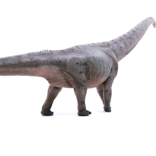 Posterior view of the sauropod figure (Zhu Wu).