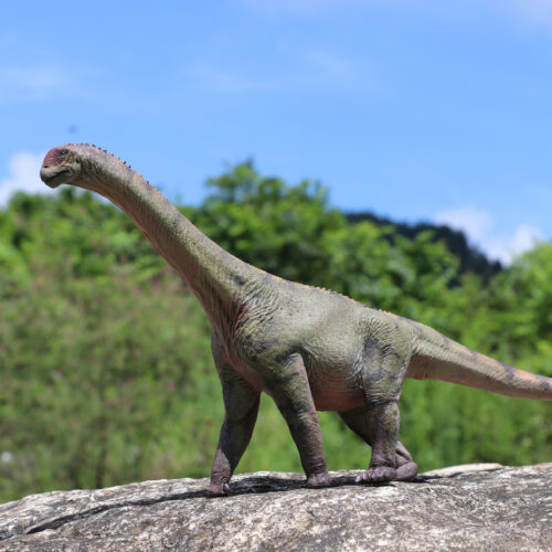 Haolonggood Camarasaurus Model (Peng Qi)