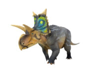 Haolonggood Xenoceratops (Yang Lin)